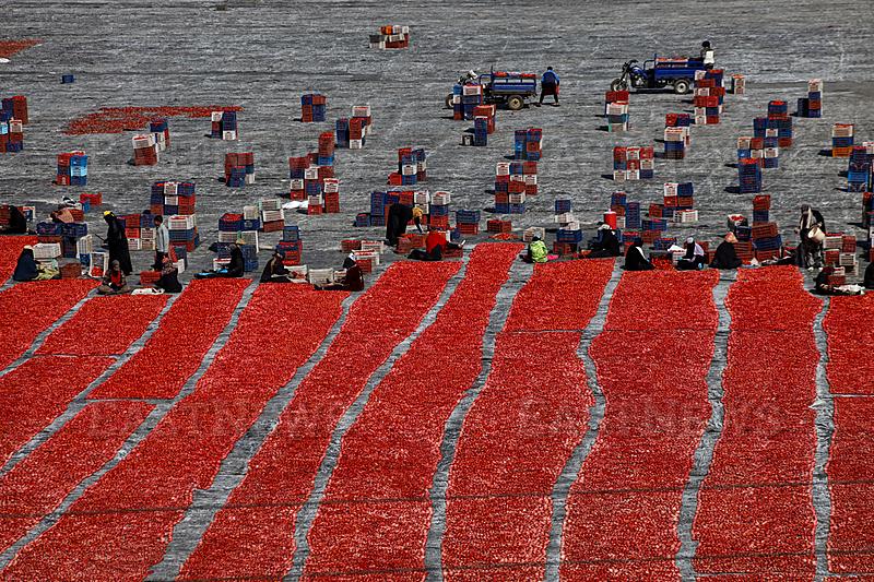 Tomato Drying In Luxor