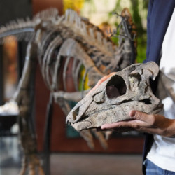 Скелет динозавра выставлен на аукцион