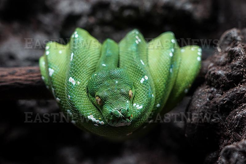 The Grand Exotic Pet & Ball Python International 2026.