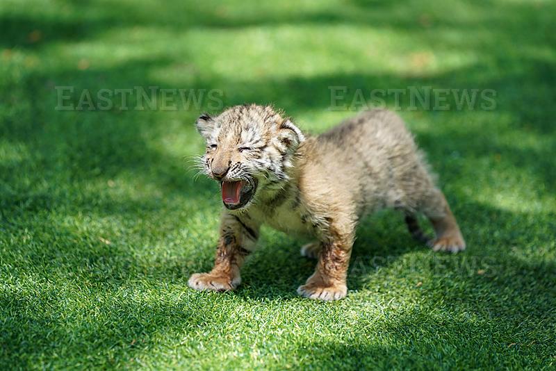 HARBIN, CHINA - JULY 29: A one-month-old tiger cub is displayed at the Menghu Paradise during the 16th Global Tiger Day 