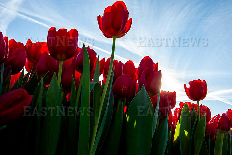 National Tulip Day Organized In Amsterdam.