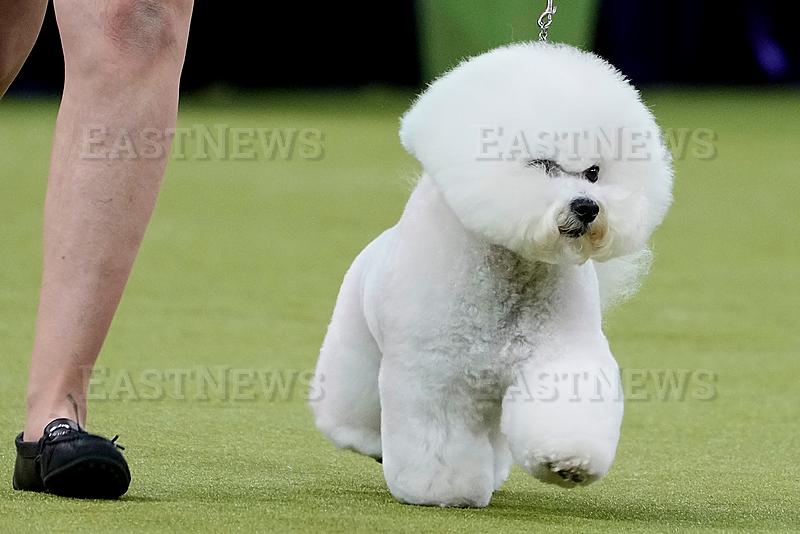 Westminster Dog Show 101