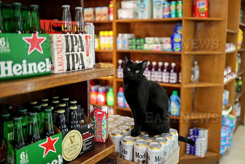 New York seeks rights for beloved but illegal `bodega cats`