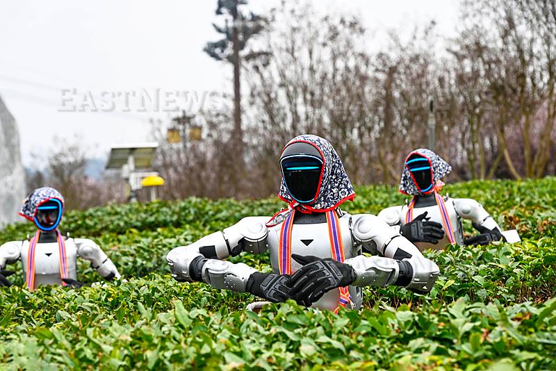 HUANGGANG, CHINA - MARCH 22: Intelligent humanoid robots help pick tea leaves at a tea garden on March 22, 2026 in Huang