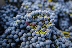 Сбор урожая винограда в Бордо - Abaca
