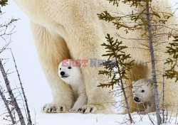 Белые медвежата прячутся среди лап медведицы