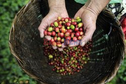 Сбор кофе в Гондурасе - Abaca